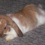 Holland Lop Ear