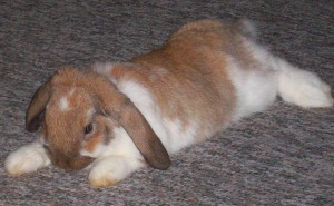 Holland Lop Ear