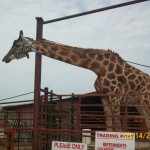 Tennessee Safari Park