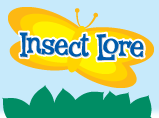 Insect Lore