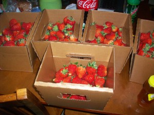 this is what 40 dollars in strawberries looks like