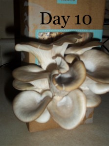 day 10 of growing mushrooms