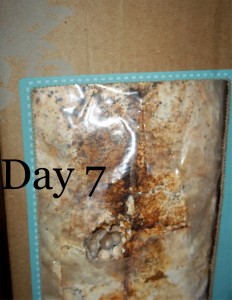 day 7 of mushroom growing