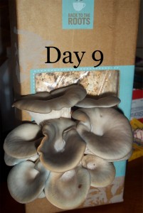 day 9 of growing mushrooms
