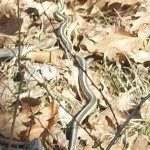snake Michigan in March