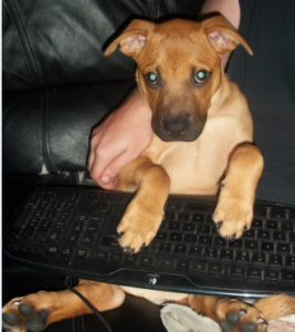 Dog on Computer