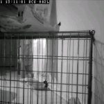 d-link via android watching dog while gone