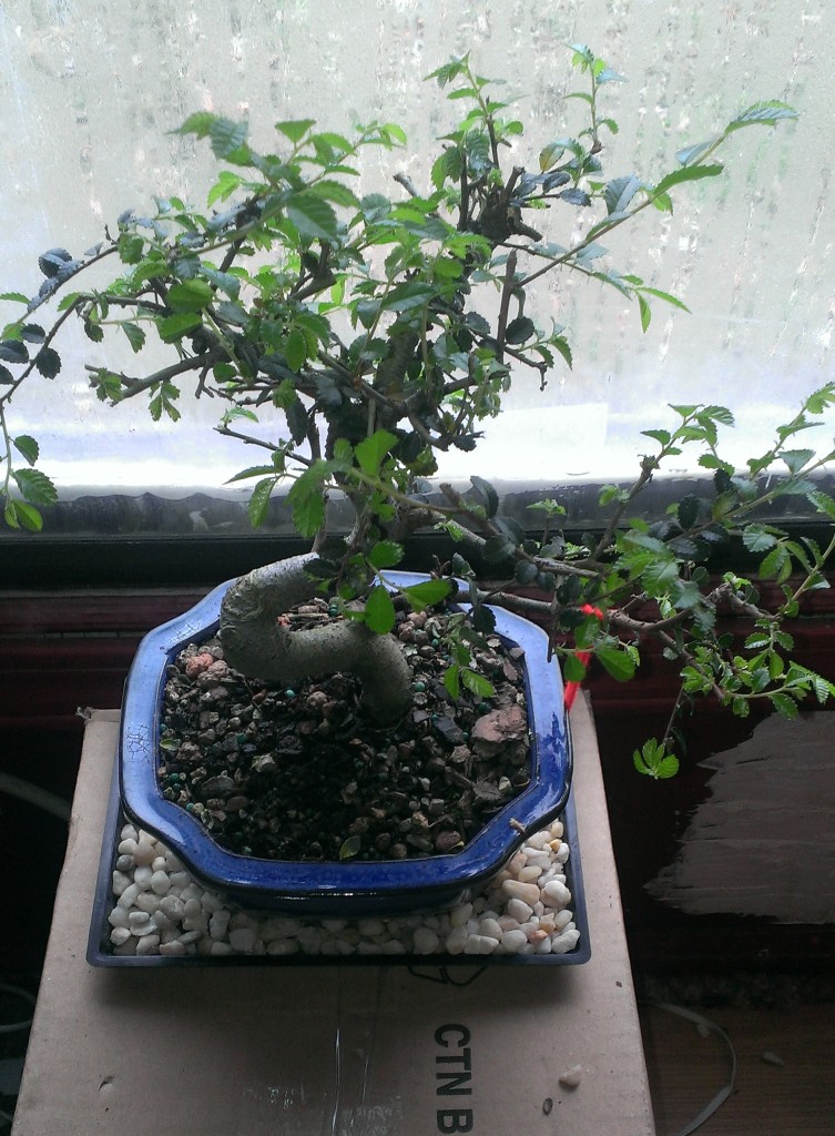 chinese elm bonsai