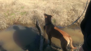 Shadow in Water