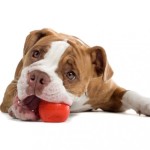 buy dog toys online