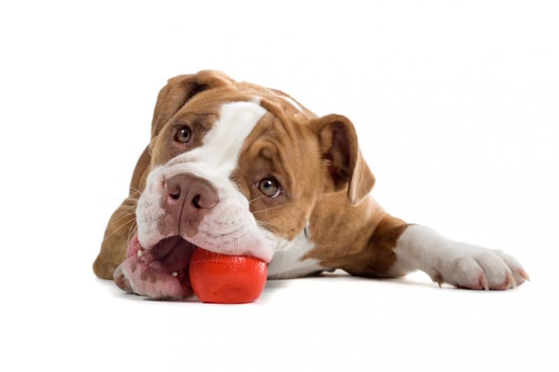 buy dog toys online