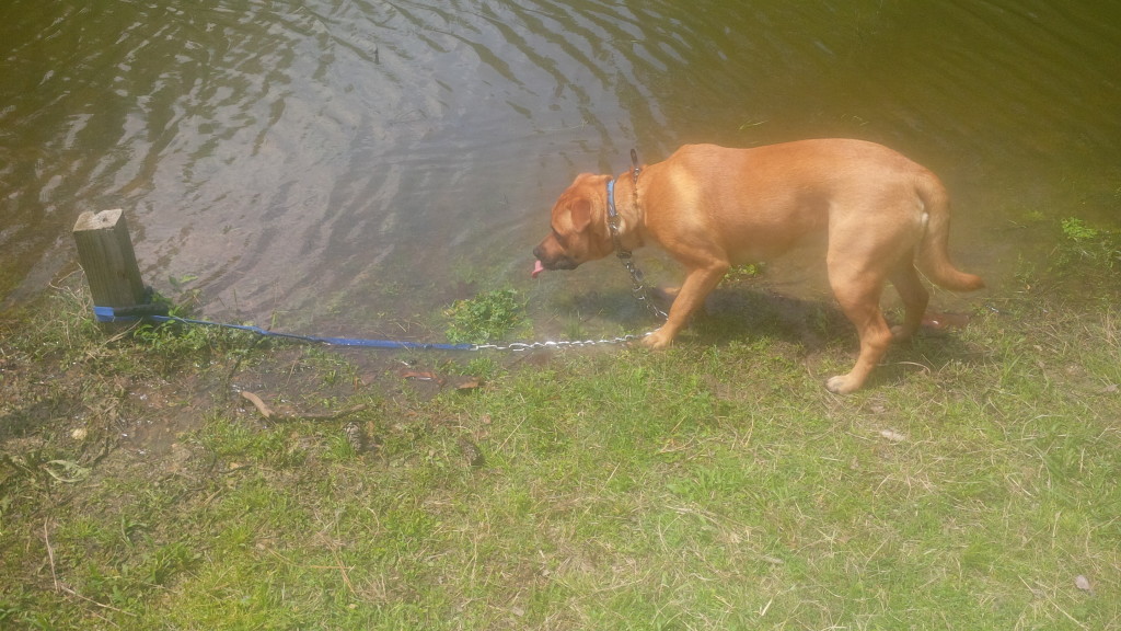 pit bull playing in water