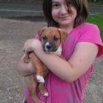 boxer mastiff puppy