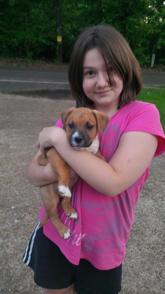 boxer mastiff puppy