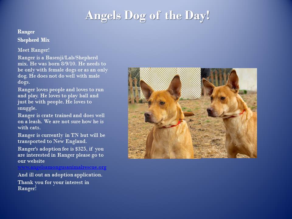 angels among us animal rescue