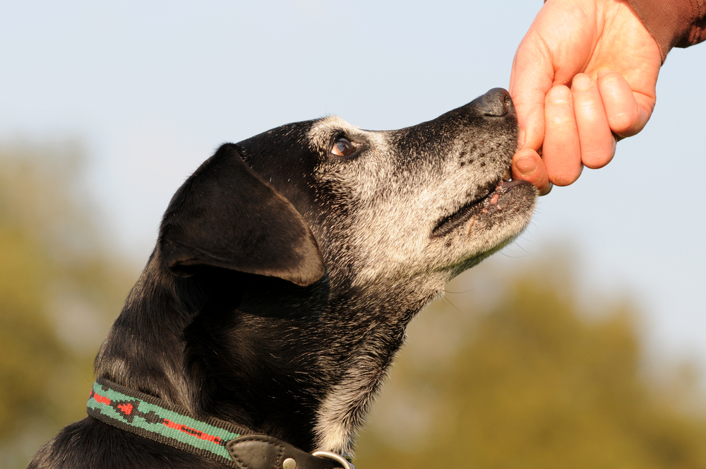 giving dog treats