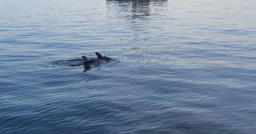 dolphins perdido bay