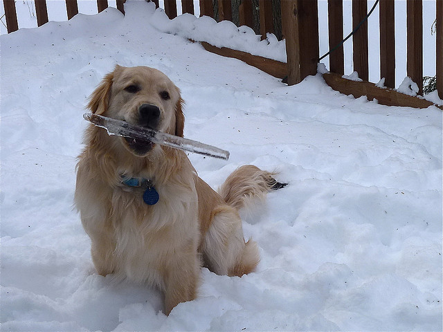 dog with ice