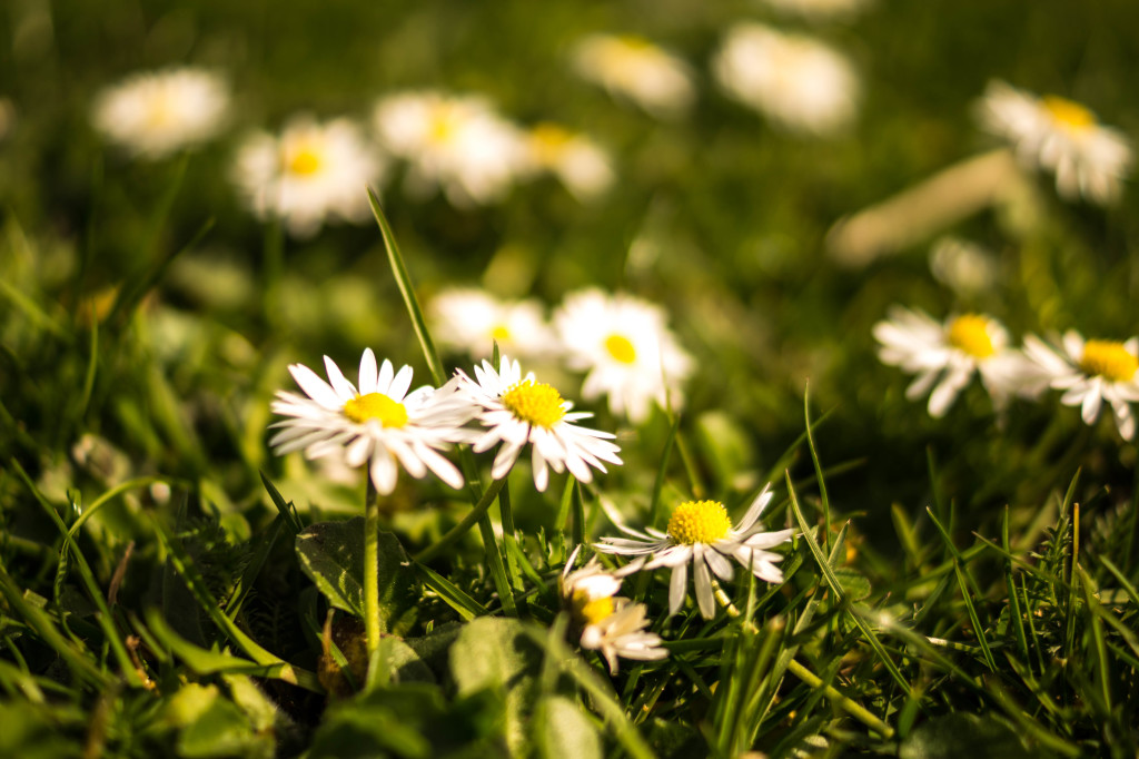 flowers-summer-grass-meadow