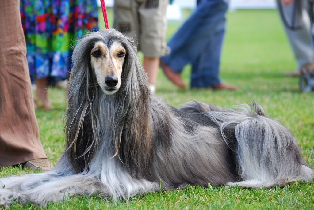 1280px-Arabian_Hound_001_U