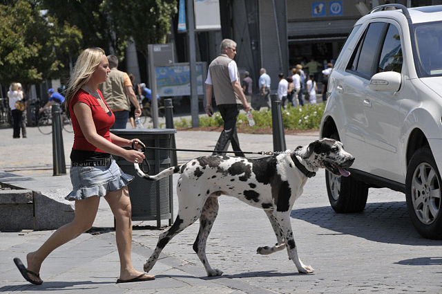 walking dog